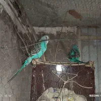 مرغ عشق و کوتوله|پرنده|زابل, |دیوار