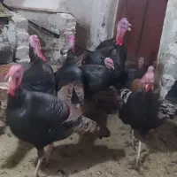 تعدادی بوقلمون محلی