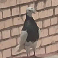 کبوتر طوق سیاه گمشده|حیوانات|شوش, |دیوار
