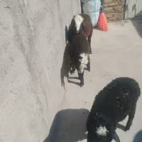بره نر خرج خوره شالی