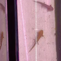 ماهی اروانا|ماهی|اردبیل, |دیوار