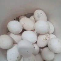 تخم مرغ محلی