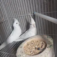 عروس هلندی|پرنده|خاش, |دیوار