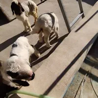 گوسفند فروشی|حیوانات مزرعه|سرپل ذهاب, |دیوار