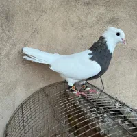 طوقی ماده