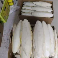 کف دریا|لوازم جانبی حیوانات|بوشهر, |دیوار