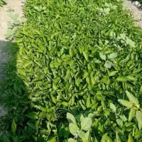 فلفل دلمه ای هانری