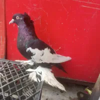 کبوتر خاص با قیمت کم|پرنده|پارسآباد, |دیوار