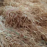 جارودسته شده یک متری