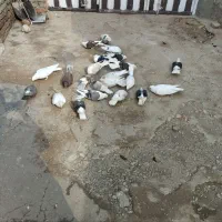 ...|پرنده|سیلاخور, |دیوار