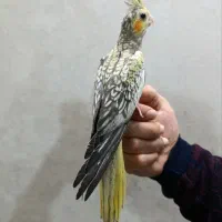 عروس هلندی رام ودستی