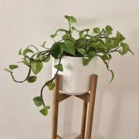 گل و گلدون طبیعی همراه با پایه