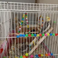 عروس های زیبا قیمت مناسب