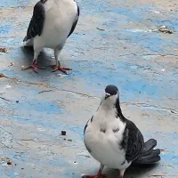 کبوتر نر و ماده زرهی واز