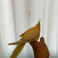 طوطی عروس هلندی مولد|پرنده|لنگرود, |دیوار