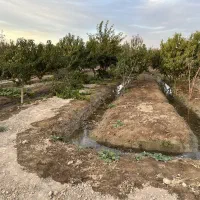 ۵۰۰متر باغ ۷ساله|فروش زمین و ملک کلنگی|رباط‌کریم, رباط‌کریم|دیوار