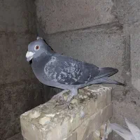 دورگ کاکلی|پرنده|شوشتر, |دیوار