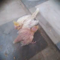 یکجف عروس نروماده مولد ودوعدد جوجه سرلاکی