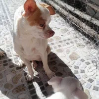 دوتاسگ شیواوا اصل نروماده مولدهمراه دوتوله|سگ|کیار, |دیوار