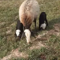 گوسفند دوقلوزا جوان درجه یک