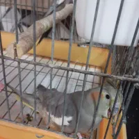 یک جفت عروس هلندی مولد|پرنده|کهریزک, |دیوار