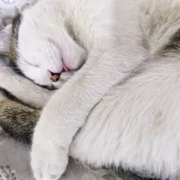 گربه خونگی