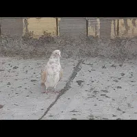 فروش ۳ عدد کبوتر|پرنده|نجف‌آباد, یزدانشهر|دیوار