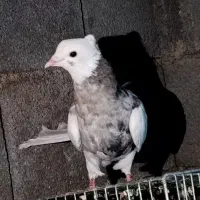 فروش کبوتر فوری|پرنده|یاسوج, |دیوار