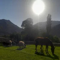 مادیان