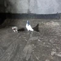 خال سبز