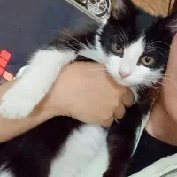 گربه تاکسیدو برای واگذاری