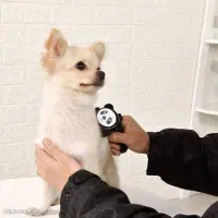 اصلاح و کوتاهی پت خانگی (دوره مهارتی کوتاه)