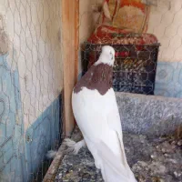 کفتر|پرنده|داراب, |دیوار