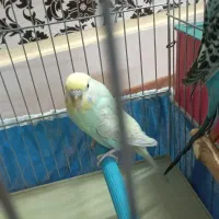 مرغ عشق|پرنده|بروجرد, |دیوار