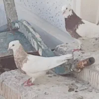 پرنده گم شده