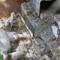 7 جفت طوقی زرین ، لیمویی و سیاه|پرنده|بافق, |دیوار