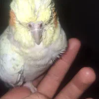 راهنمایی در مورد پرنده