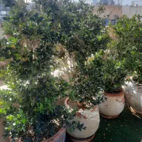 فروش ۷ عدد درخت یاس هلندی ۶ ساله با گلدان سفالی|گل و گیاه طبیعی|اصفهان, باغ زرشک|دیوار