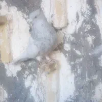 کفتر|پرنده|بم, |دیوار