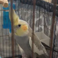 عروس هلندی نر و ماده با سه تا تخم|پرنده|تهران, دولاب|دیوار