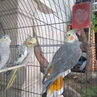 عروس هلندی