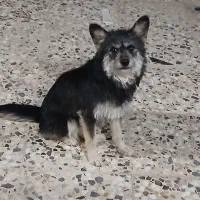 سگ اشپیتز|سگ|برخوار, |دیوار