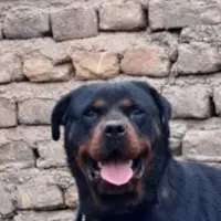 سگ ماده روتوایلر اصل