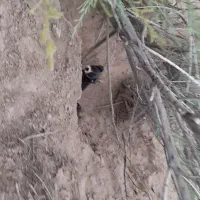 فروش و معاوضه ی سگ