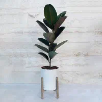 فیکوس در همه مدل در گلرویا|گل و گیاه طبیعی|قم, پردیسان|دیوار