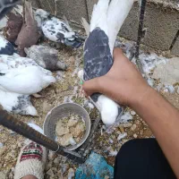 کبوتر زینتی و معمولی|پرنده|یاسوج, |دیوار