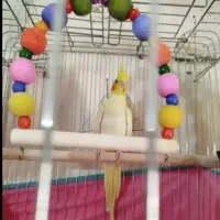 عروس هلندی ماده لوتینو