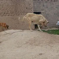 ماده سرابی