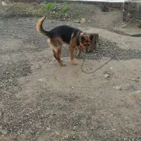 سگ دوبرمن اصیل