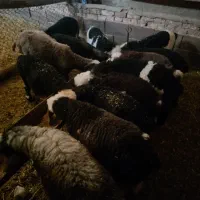 ۱۲راس میش و ۱۴راس بره